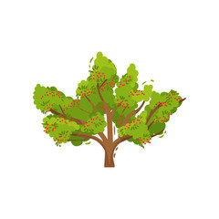 Big rowan tree with ripe red berries and green foliage. Organic product. Agricultural plant. Flat vector icon