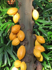 cocoa beans on tree