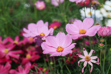 Fototapeta na wymiar Closeup pink cosmos flowers in garden. Beautiful natural colorful flower background. 