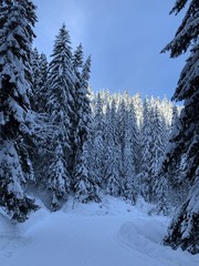 Winter forest with great snow. Pine trees with fresh snow