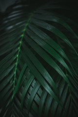 Obraz na płótnie Canvas Deep dark green palm leaves pattern. Creative layout, toned image filter effect