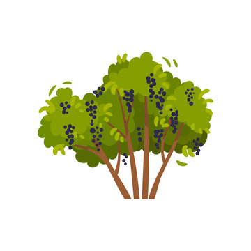 Fresh bunches of grapes hanging on green bush. Natural farm food. Agricultural plant. Flat vector icon