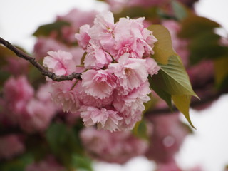 春の花