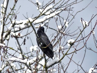 Black crow in snow cover tree