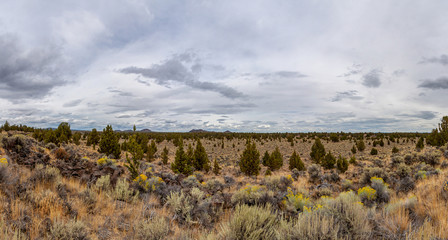 Wide panorama of a lava field on a top of Crack-in-the-Ground, Bend Oregon. High desert landscape on a lava field covered with bushes and small juniper trees