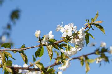 Branch of apple tree with flowers over blue sky