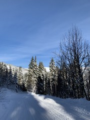 Winter forest with great snow. Path among pine trees