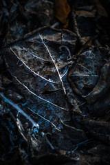 single burnt leaf with dark