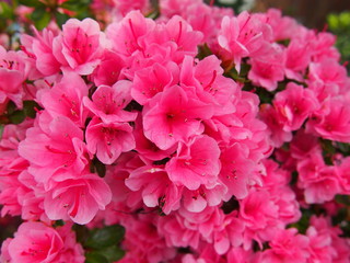 Fototapeta premium 春の花々