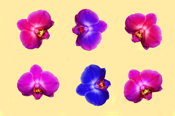 Fototapeta na wymiar Set of bright orchid flowers isolated on pastel background. Tropical floral pattern. Top view 