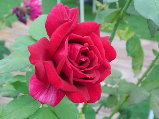 A beautiful red pink rose, or rosa