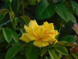 A beautiful yellow rose, or rosa