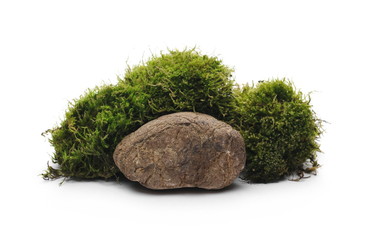 Green moss with decorative rock isolated on white background