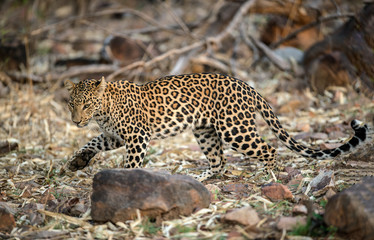 Leopard at Tadoba, Chandrapur, Maharashtra, India.