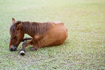Broken leg brown horse sickness and Skinny in the pasture in the summer outdoor.