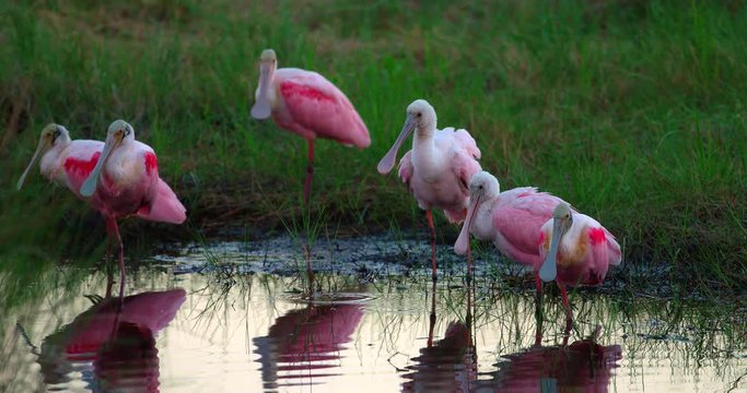 Colorful group of six Roseate Spoonbill birds roosting on the shore of a wetland pond in the Florida everglades at sunset. 