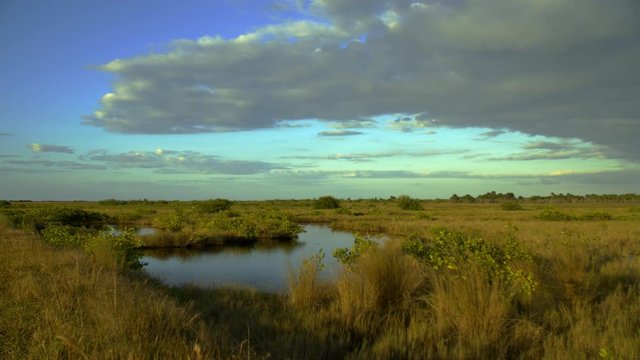 Florida everglades wide shot with grasses and blue water and nice clouds in the sky.  Camera pans right.