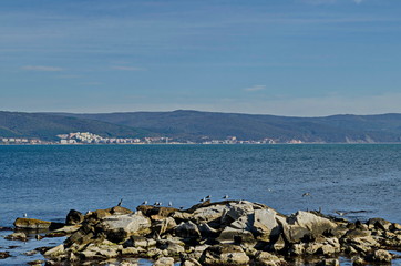 Seascape of fog morning Black Sea with Silver gulls or Larus argentatus and Black cormorant in flight and relax on the coast near ancient city Nessebar, Bulgaria, Europe