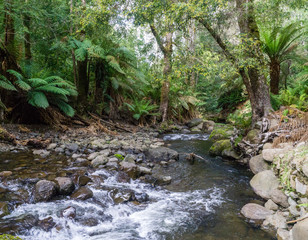 Naklejka na ściany i meble Ferns over mountain brook in Tasmanian rainforest.