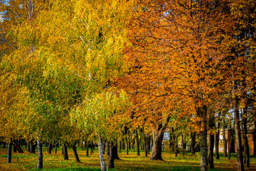 Beautiful autumn park