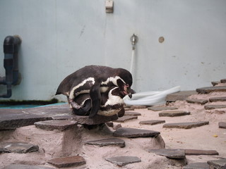 春のペンギン
