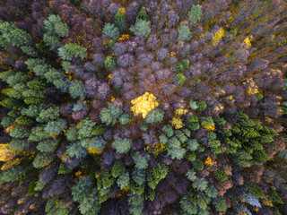 Autumn forest aerial drone view.