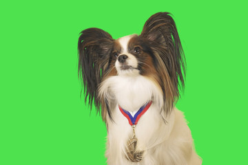 Beautiful dog Papillon with a medal for first place on the neck on green background