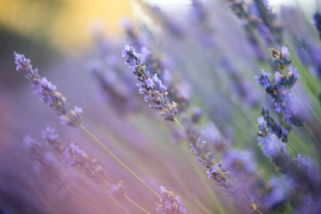 Fototapeta premium lavender lavender in full bloom with its maximum