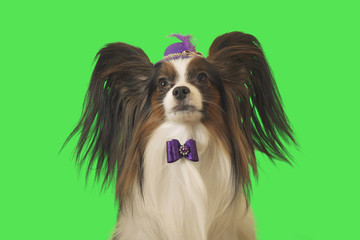 Beautiful dog Papillon in a purple hat with feather and bow on green background