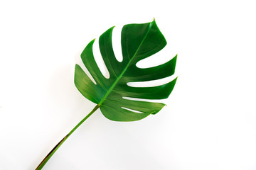 Monstera green leaf isolated on white background. Palm leaf, Real tropical jungle foliage Swiss cheese plant. Flat lay and top view. Nature object.