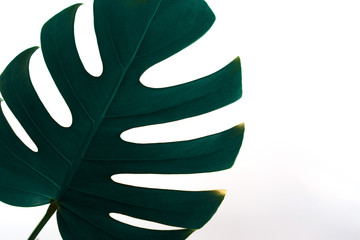Monstera leaf isolated on white background in flat lay style and top view.