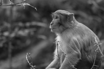 Monkey mammal wildlife animal portrait