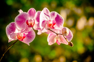 Fototapeta na wymiar Purple Orchid branch on green natural background 