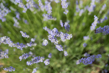 Fototapeta premium lavender seen from a zenith perspective