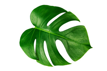 Monstera leaf isolated on white background with clipping path. © AePatt Journey