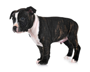 puppy staffordshire bull terrier