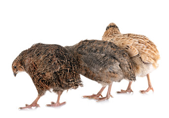 Japanese quail in studio