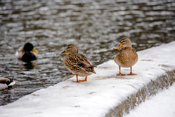 Wild duck stands in the snow on the river Bank 