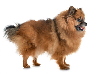 Obraz premium pomeranian in studio