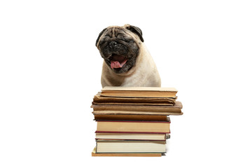 The smart intelligent pug puppy dog sitting down between piles of books isolated on white background