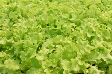 Vegetable hydroponic system / fresh vegetable background Green oak lettuce salad growing garden