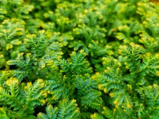 Green leaves with a blurred pattern background