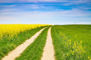Countryside road and golden field of rapeseeds