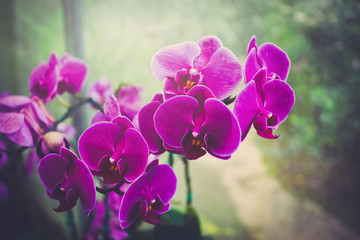 Fototapeta na wymiar purple orchid flower blooming decorate on table and glass background - orchid tone vintage style