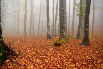 Sonbaharda sisli orman