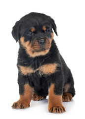 puppy rottweiler in studio