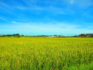 実りの夏の田圃風景