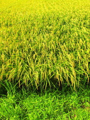 実りの夏の田圃風景