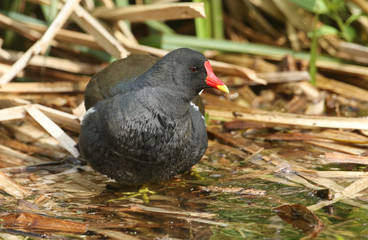 A beautiful Moorhen (Gallinula chloropus) sitting on reeds by the side of a stream.