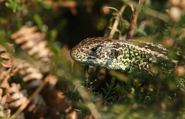 A rare Sand Lizard (Lacerta agilis) hunting in the undergrowth.